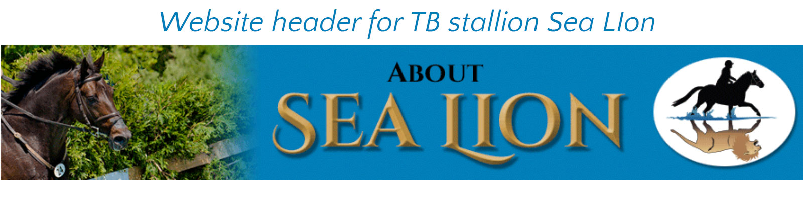 Freestyle Graphic Design website header for Sea Lion